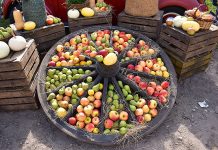 Zwei Tage lang ging es um süße Früchte: Eine Obstplantage in Gleidingen öffnete ihre Pforten Tag des offenen Hofes auf der Obstplantage Hahne