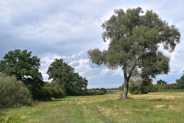 DSC 4599