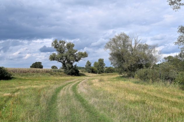 DSC 4602