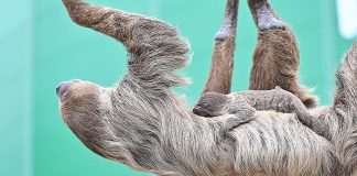 Mit etwas Glück ist ein Blick auf das Faultierbaby zu erhaschen