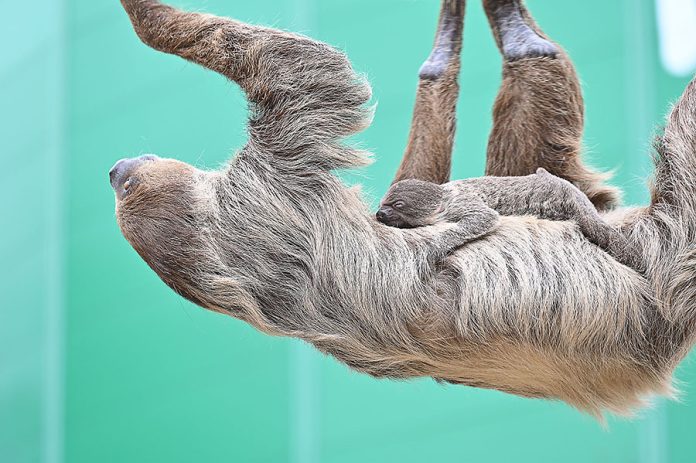 Mit etwas Glück ist ein Blick auf das Faultierbaby zu erhaschen