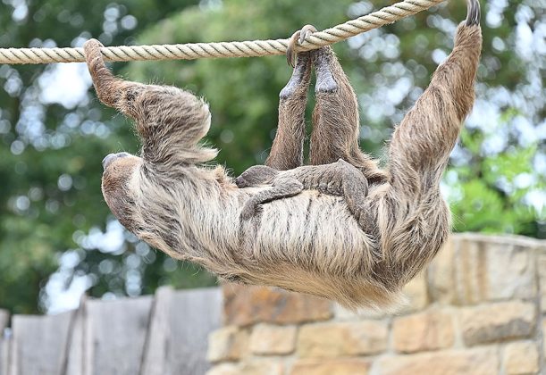 Mit etwas Gl&uuml;ck ist ein Blick auf das Faultierbaby zu erhaschen